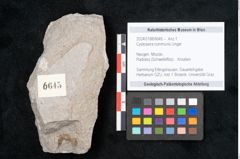 Foto (Objekt + Etikett) von Cystoseira communis Unger (NHMW-GEO-2024-0188-6645)